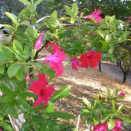 Blanda B&B * Maratea