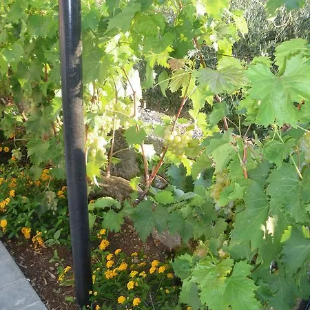 Blanda Маратея